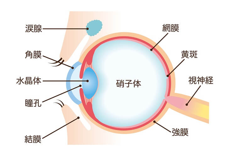 硝子体について