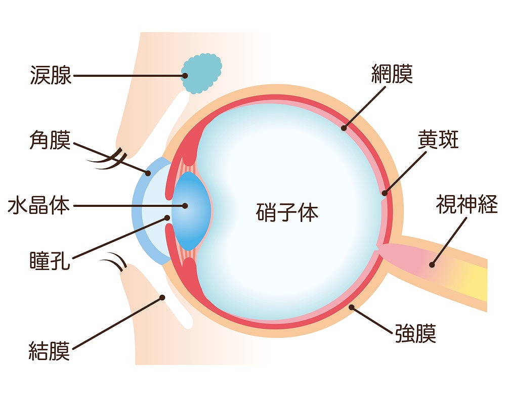 老眼になる原因