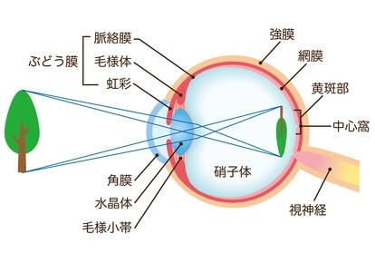 遠くがぼやけるその症状は近視かも