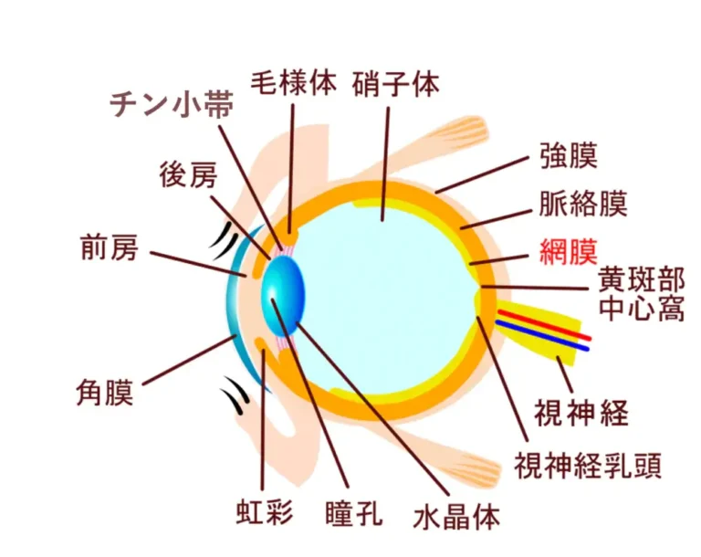 網膜・ぶどう膜の病気